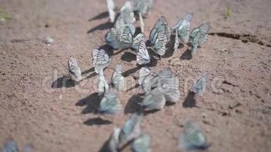 许多白蝴蝶坐在沙滩上，蝴蝶是白菜蝴蝶